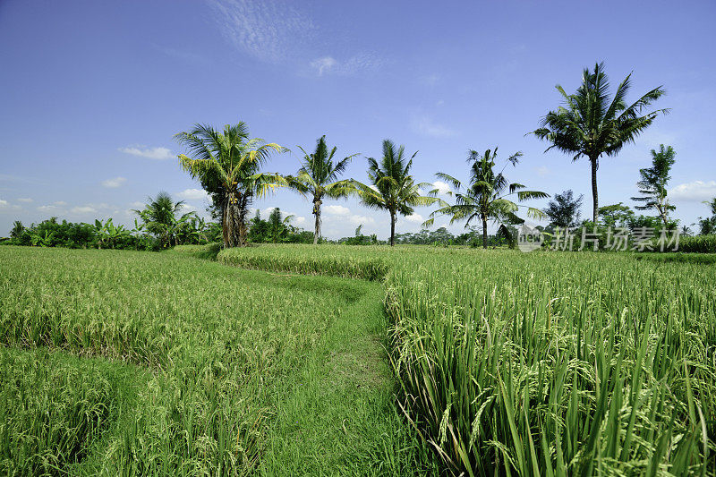 Ricefield在印尼