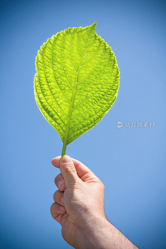 手里拿着一片叶子。