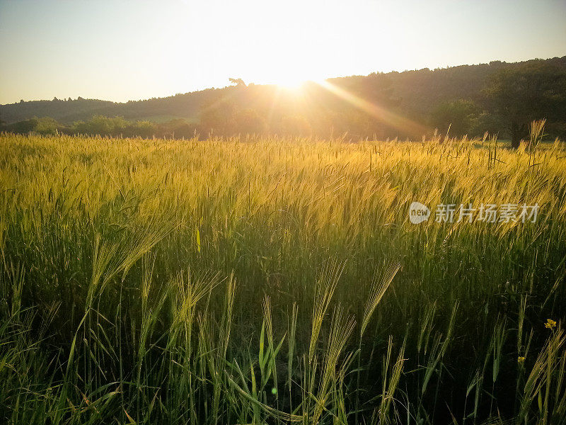 麦田