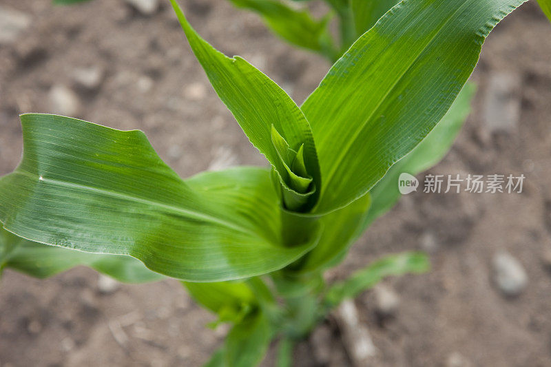 年轻的玉米植株