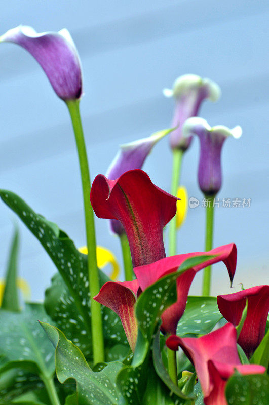 美丽的马蹄莲和百合花