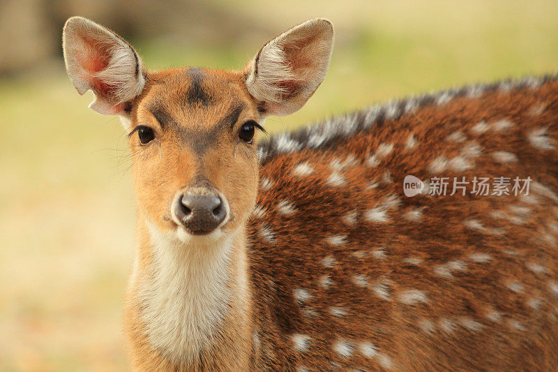 年轻的母鹿看着相机