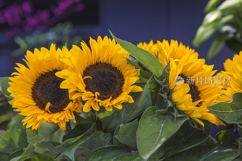 比利时根特花卉市场出售的向日葵