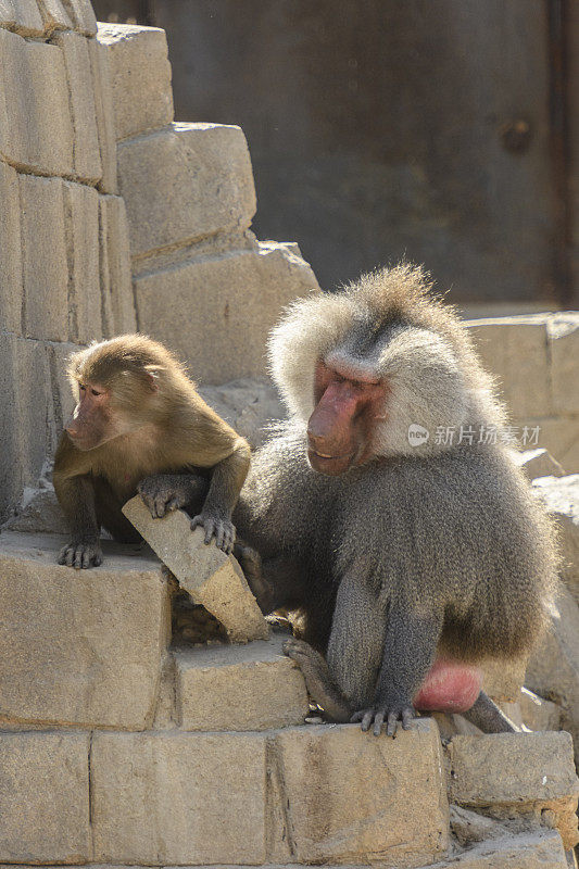 雄性和雌性狒狒