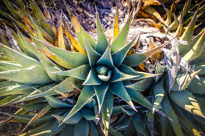 沙漠龙舌兰植物，Anza-Borrego沙漠州立公园