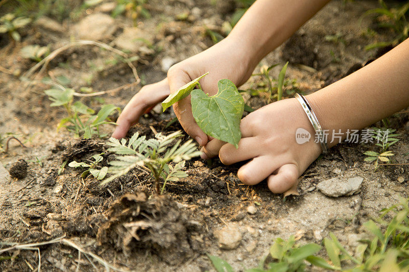 女孩在花园里种植物