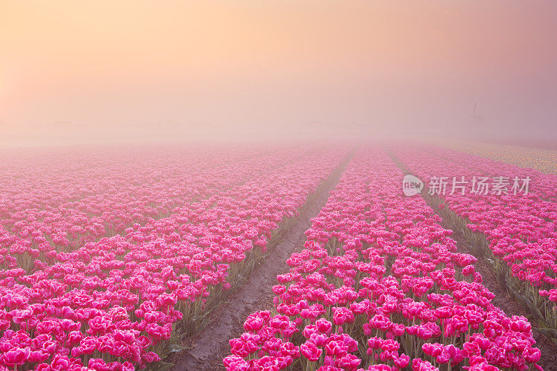 日出和雾笼罩着一排排盛开的郁金香。荷兰