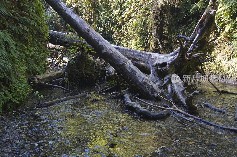 蕨类植物峡谷的障碍