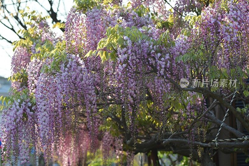 日本紫藤花