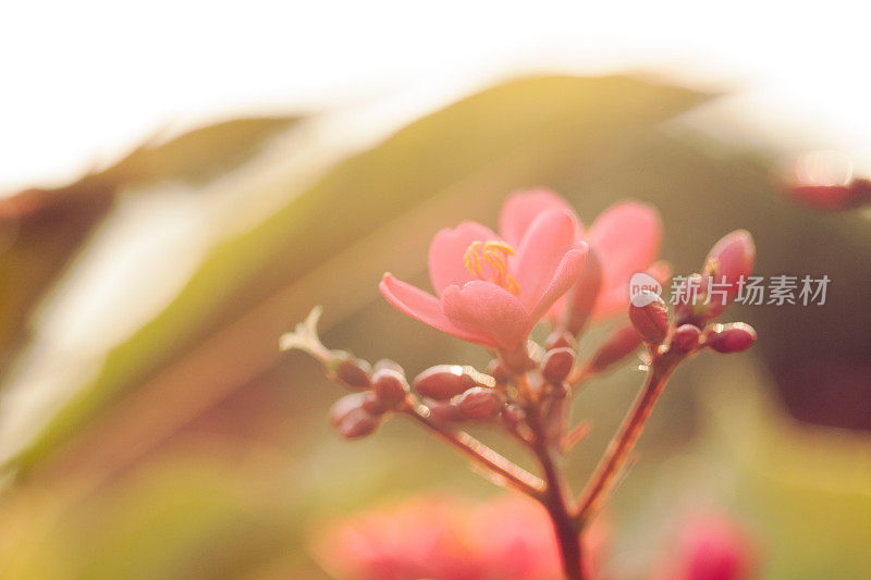 花浸热带花特写