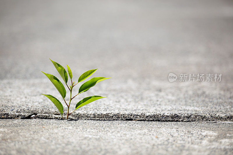 小小的绿色植物在混凝土中成长，迎来新的生命