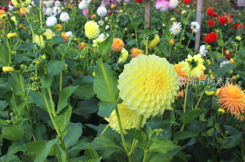 黄色的大丽花(球大丽花)，在夏季花园开花