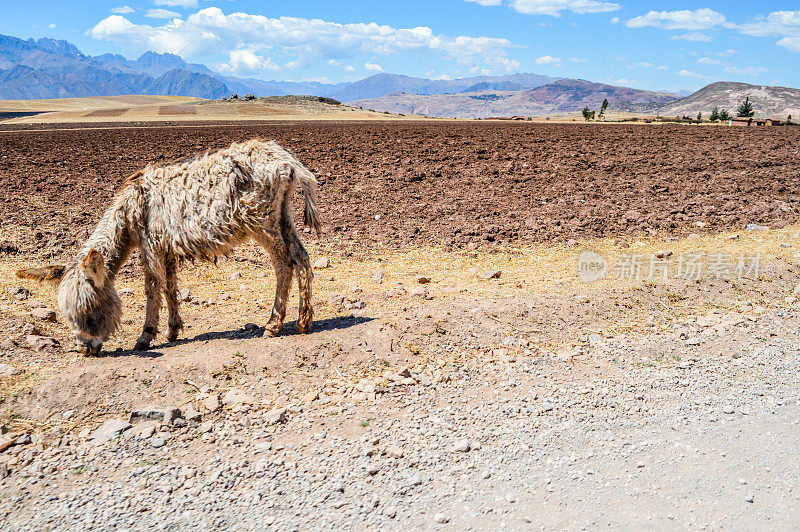 驴在秘鲁