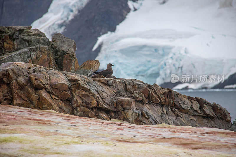 南极洲:彼得曼岛上的南极贼鸥