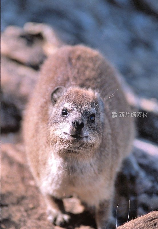 岩达西海角岩狸