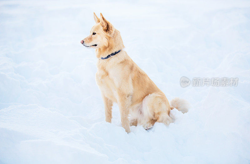 澳大利亚混合牧羊犬