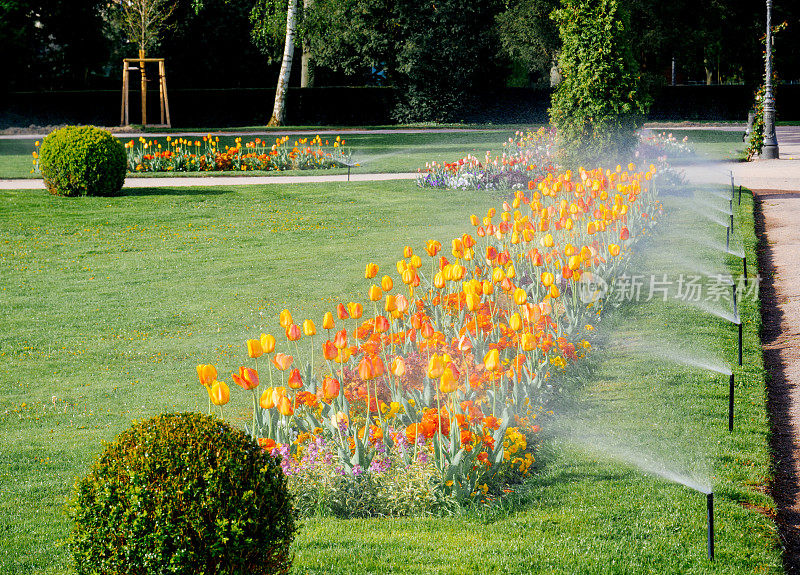现代排喷灌系统工作在花园公园的早晨