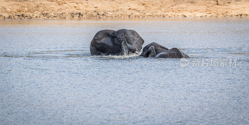 两只大象在克鲁格河里玩。