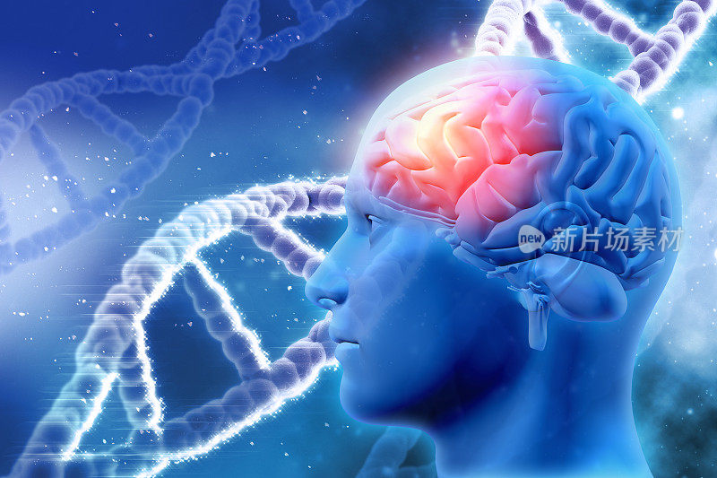 3D医学背景与大脑和DNA链