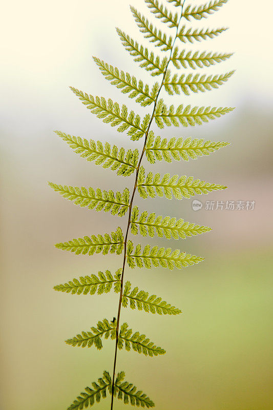 蕨类植物茎