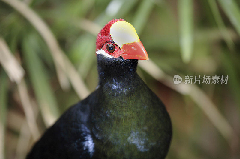 紫Turaco