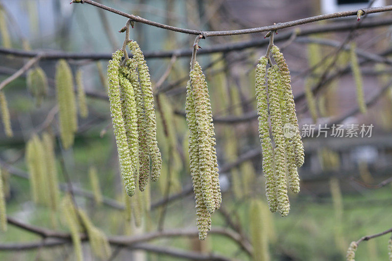 榛子雄柔荑花序榛属悬垂在冬天