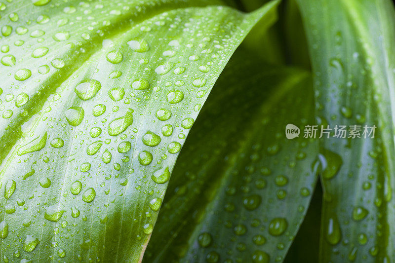 叶与雨滴系列