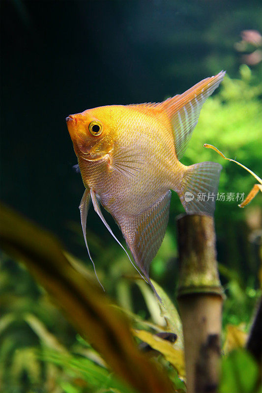 鳞翼鱼是一种生活在水下的黄色鱼类