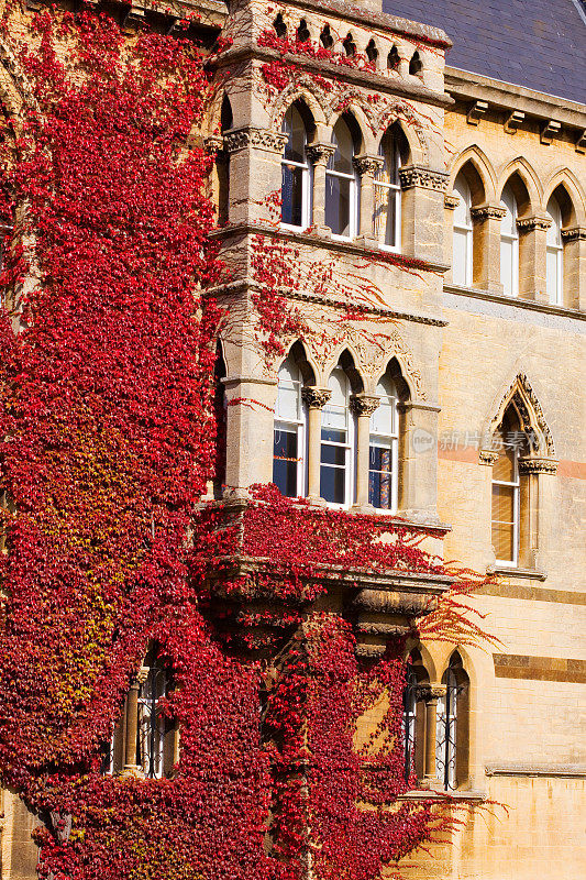 英国牛津大学基督教堂学院大楼上的藤