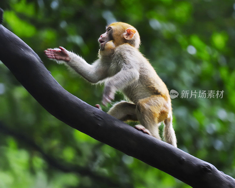 小猴子在树枝上奔跑