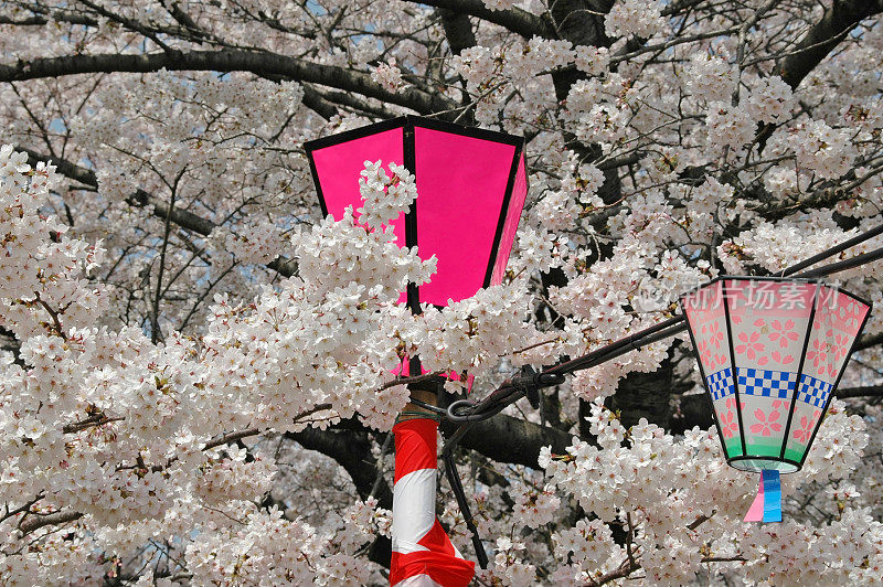 日本的塑料灯笼和樱桃树