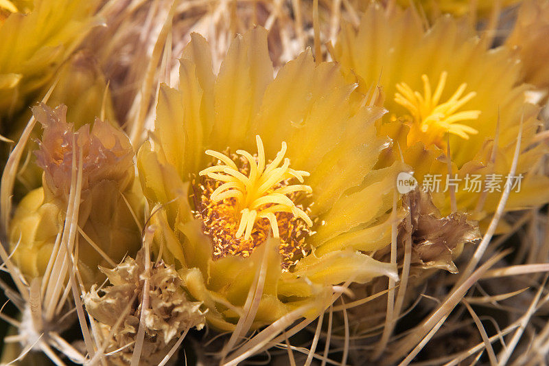 沙漠桶形仙人掌或Ferocactus圆柱状花