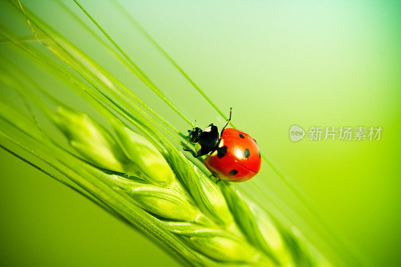 瓢虫坐在麦粒上