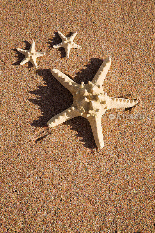 海星类在沙地上