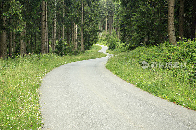 蜿蜒的道路穿过云杉森林