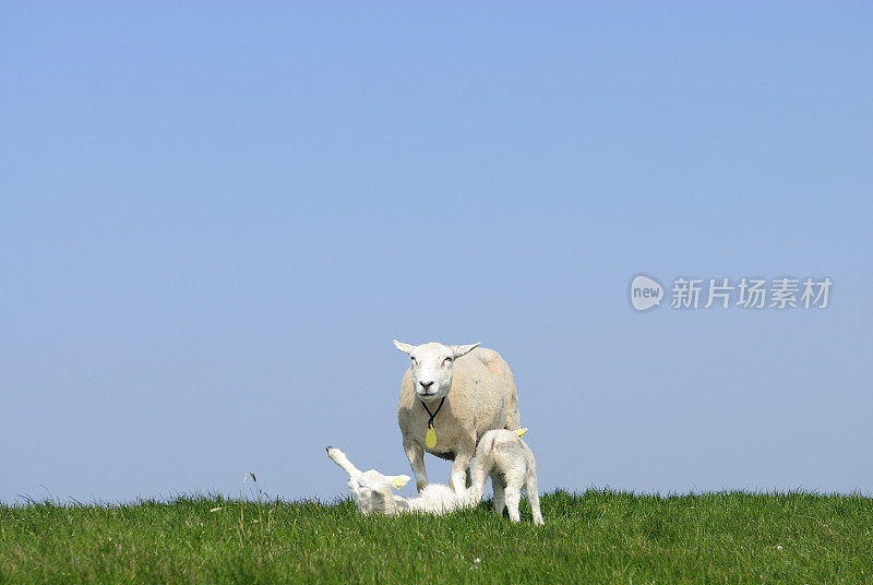 一只绵羊和两只小羊羔在堤坝上