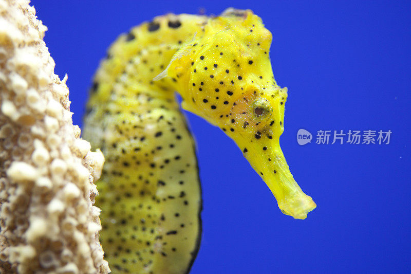 水族馆里的黄色海马