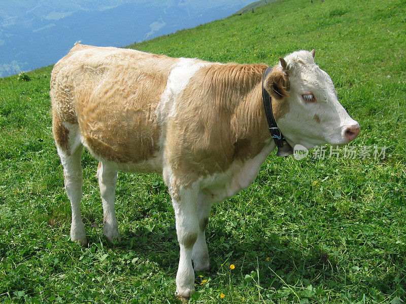 一只瑞士奶牛和铃铛站在草地上