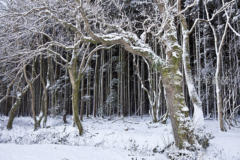 冬季林地――雪下的树木