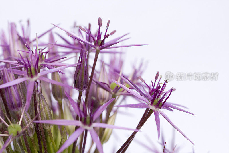 葱属植物花朵特写