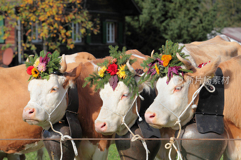 瑞士西门塔尔奶牛装饰农业展示