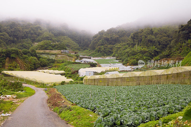 卡梅隆高地的蔬菜农场