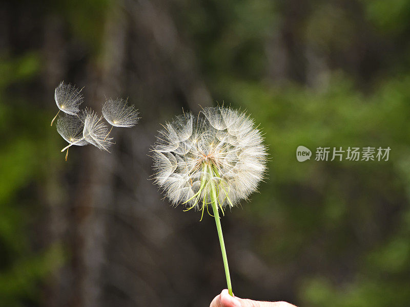 蒲公英种子头