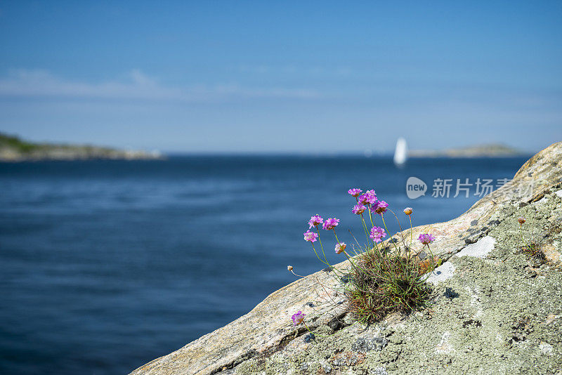 瑞典西海岸的典型植物区系