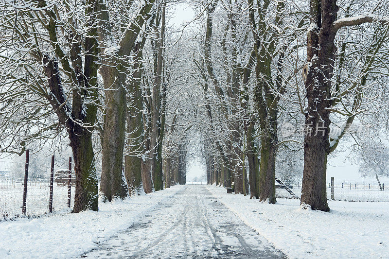 冬天绿树成荫的道路
