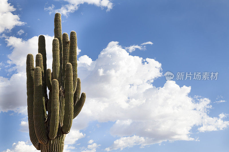 仙人掌和云景水平背景