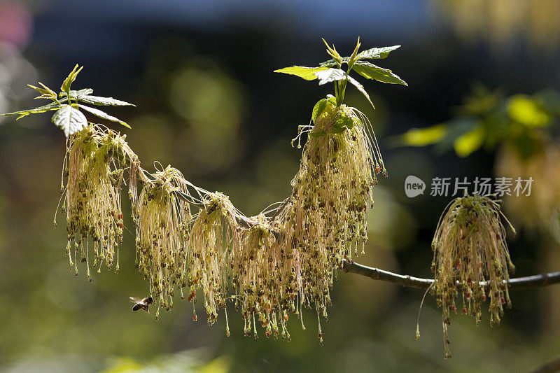 蜜蜂为新生植物授粉