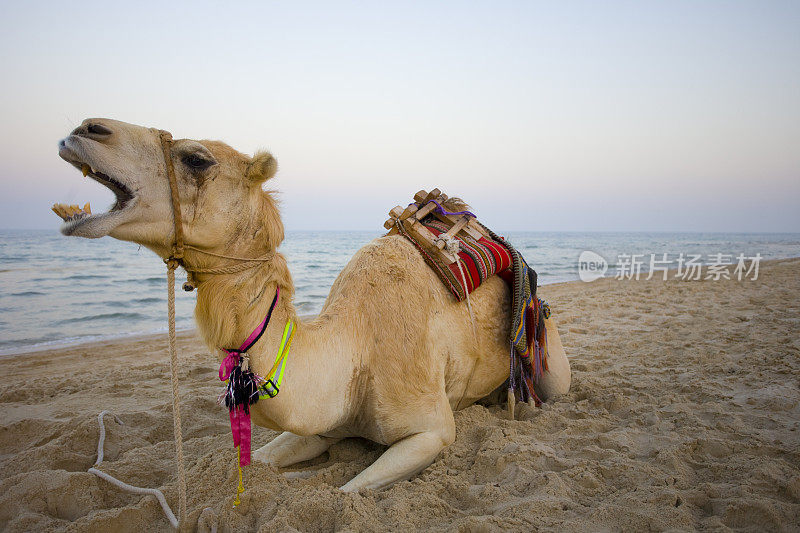 骆驼坐在海滩上