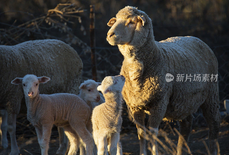 羊肉和母羊