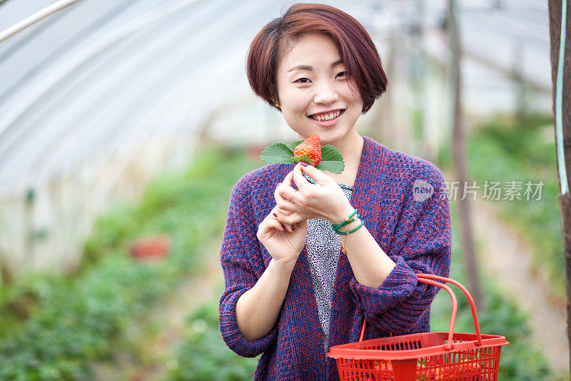 一个亚洲女孩站在草莓地里，吃着新鲜的水果